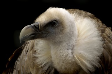 Portrait of a griffon vulture