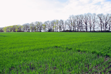 Fototapeta premium Field of green wheat (rye) rows on the edge of oak trees line, cloudy sunny sky, spring in Ukraine