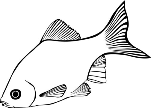 Fish. Monochrome stylized image. Vector graphics. Aquarium fish.