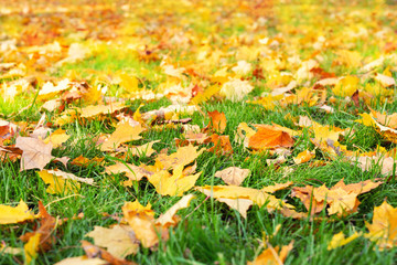 Beautiful yellow and orange fallen maple leaves on green grass lawn at scenic autumn city park or forest. Natural foliage background
