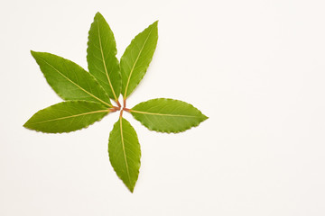Aromatic bay leaves isolated on white background