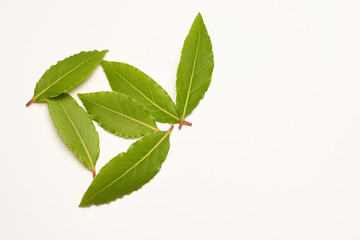 Aromatic bay leaves isolated on white background