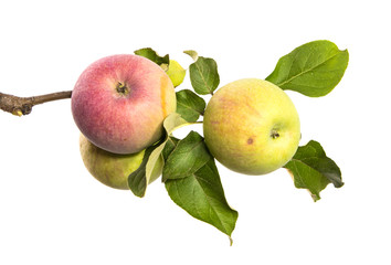 Apple tree branch isolate, with green foliage and fruits.