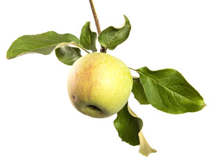 Apple tree branch isolate, with green foliage and fruits.