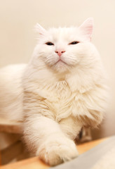 Portrait of a white cat with multicolored eyes on a white background