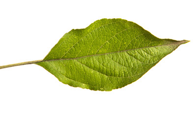 Fototapeta na wymiar green leaves of an apple tree on an isolated white background.
