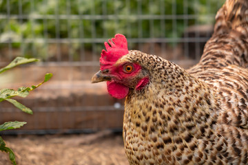 rooster on farm