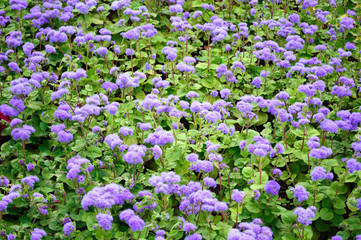 Obraz premium Blue flowers of ageratum in the park.