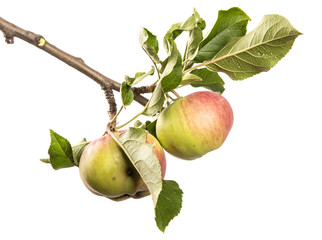 An isolated branch of an apple tree on a white background, with green leaves and fruits.
