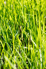 Green grass macro natural background texture fresh spring summer fifty megapixels fine prints