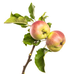 An isolated branch of an apple tree on a white background, with green leaves and fruits.