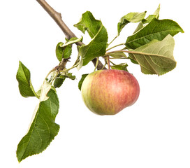An isolated branch of an apple tree on a white background, with green leaves and fruits.