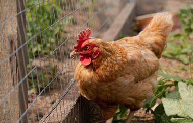 brown hen and chickens