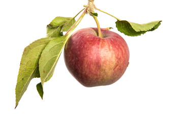 apple tree branch on an isolated white background with green foliage and fruits