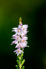 Wild small flower blossoming in nature fifty megapixels high quality calluna vulgaris family ericaceae prints