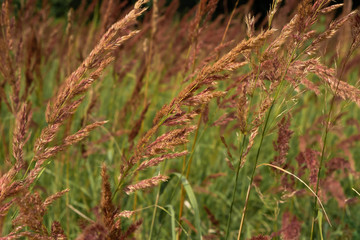 grass in the wind