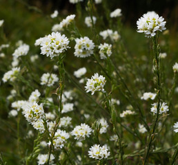 white flowers in garden