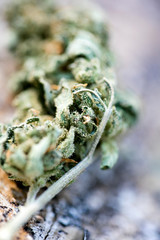 Cannabis bud macro super lemon haze medical marihuana fifty megapixels prints