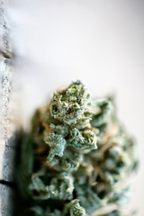 Cannabis bud macro super lemon haze medical marihuana fifty megapixels prints