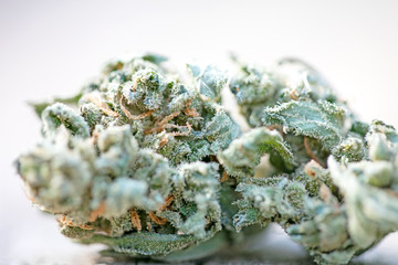Cannabis bud macro super lemon haze medical marihuana fifty megapixels prints