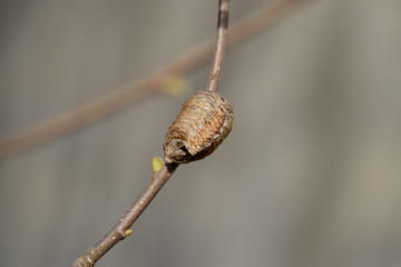 Ootheca mantis on the branches of a tree. The eggs of the insect