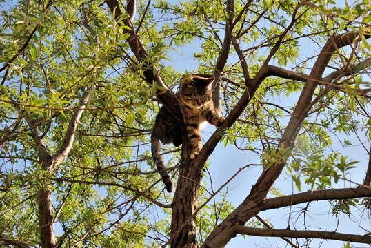 A cat on a tree in Baku, Azerbaijan