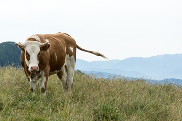Fototapeta na wymiar cow standing on pasture in mountains