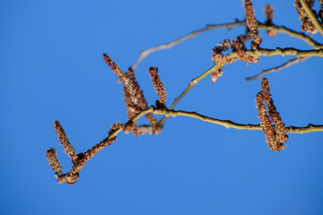 Blooming silver poplar. Silver poplar tree in spring. Poplar