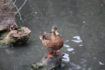 CANARD 