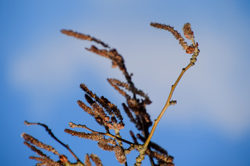 Blooming silver poplar. Silver poplar tree in spring. Poplar