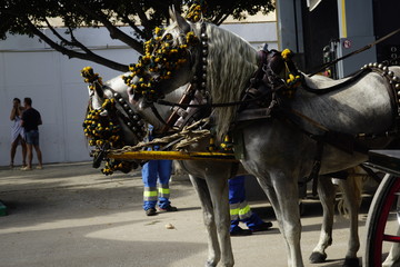 horse carriage concurso de enganches de carruajes de coches de caballos feria de malaga 2019