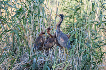 Purple heron (Ardea purpurea), adult bird with chicks in the nest