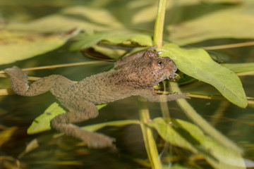 Rare yellow-bellied toad (Bombina variegata) in its natural habitat a very small pond