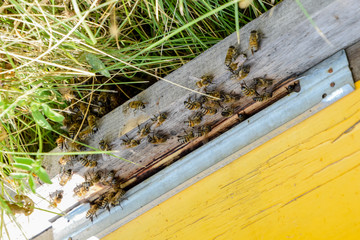 Bees fly at the entrance to the hive. Tray of the hive. Hole entrance to the hive.