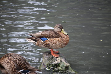 canard