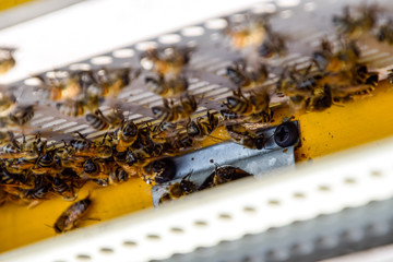 Bees fly at the entrance to the hive. Tray of the hive. Hole entrance to the hive.