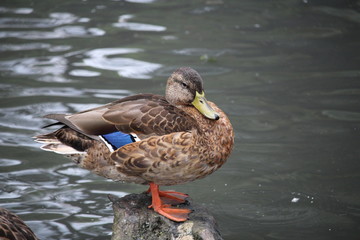 canard sur un rocher dans l'eau