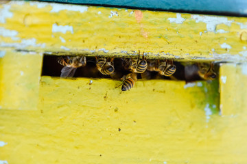 Bees fly at the entrance to the hive. Tray of the hive. Hole entrance to the hive.