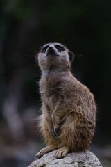 Portrait of a meerkat