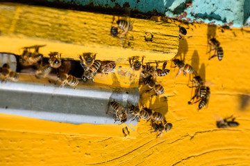 Bees fly at the entrance to the hive. Tray of the hive. Hole entrance to the hive.