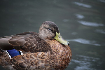 canard dans l'eau