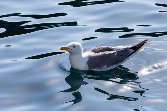 seagull sailing quietly in the mediterranean sea near the island of Elba