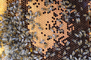 Honey bees on the home apiary