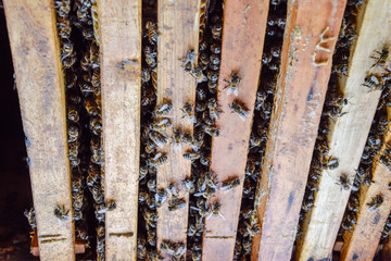 Open bee hive. Plank with honeycomb in the hive. The bees crawl along the hive. Honey bee.