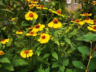 Beautiful yellow flowers