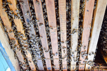 Open bee hive. Plank with honeycomb in the hive. The bees crawl along the hive. Honey bee.