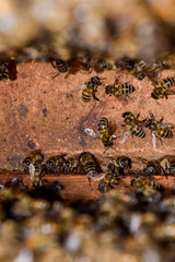 A beehive, a view from the inside. The bee-hut. Honey bee. Entrance to the hive.
