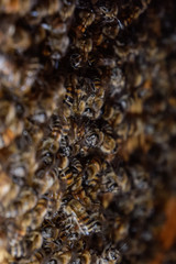 A dense cluster of swarms of bees in the nest. Working bees, drones and uterus in a swarm of bees. Honey bee. Accumulation of insects.