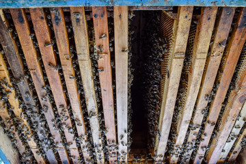 Open bee hive. Plank with honeycomb in the hive. The bees crawl along the hive. Honey bee.
