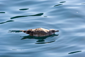 seagull sailing quietly in the mediterranean sea near the island of Elba